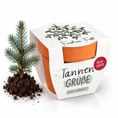 Tannengrüße „Frohes Fest“ (Blaufichte)